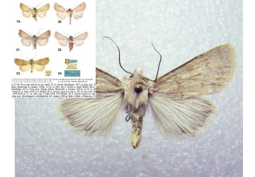 University of Birjand Faculty Member Discovers and Names New Insect Species Globally