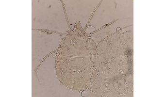 Two-New Arthropod Species Discovered and Named by Birjand University Faculty Member